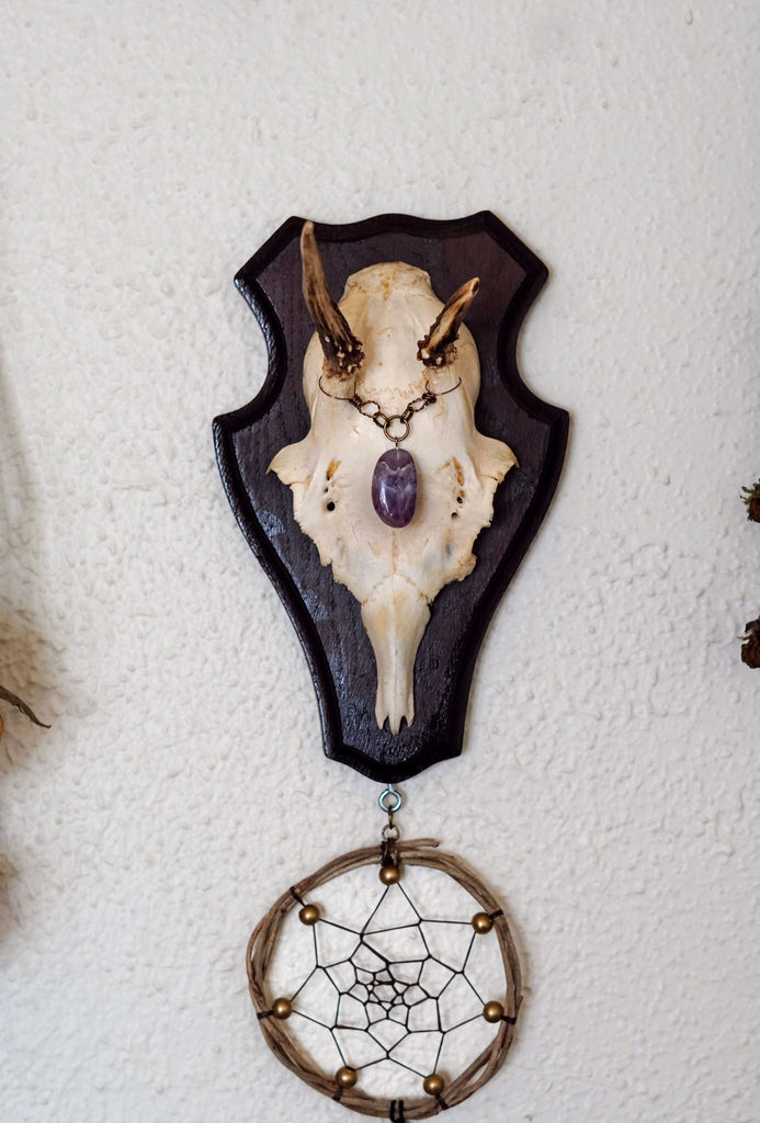 Merlin Roe Deer Skull Mount