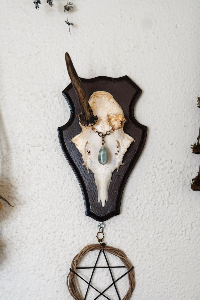 Ivy Pentacle Star Roe Deer Skull Mount