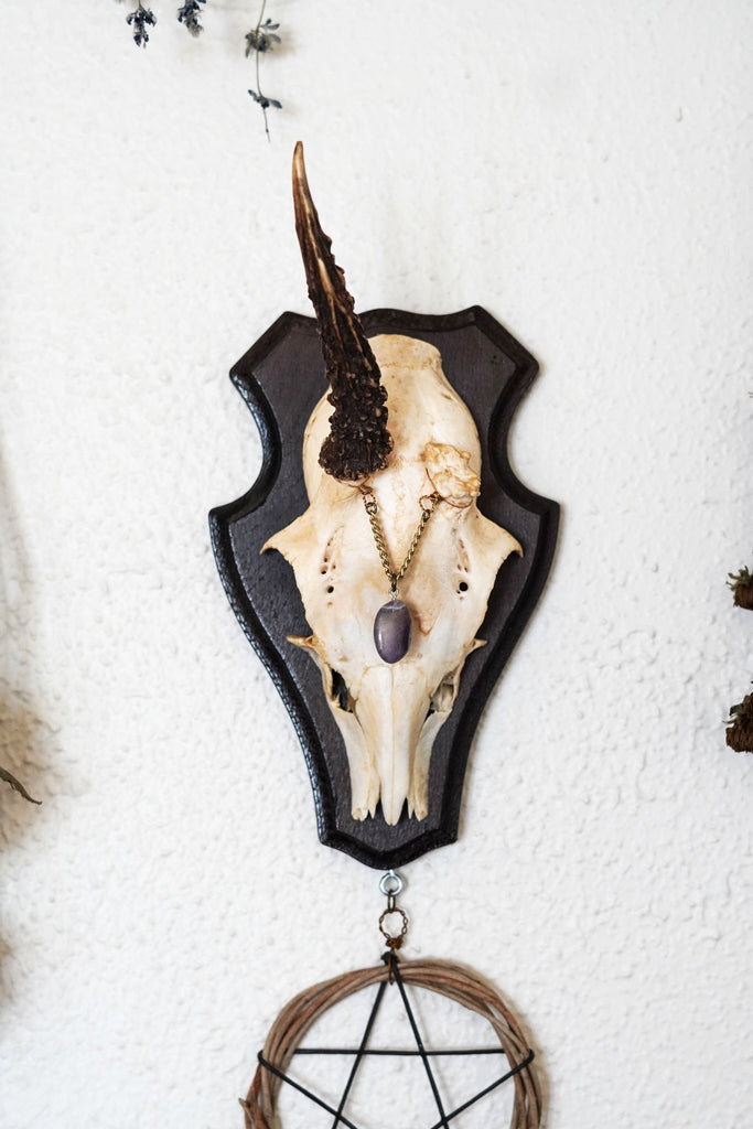 Beatrix Pentacle Star Roe Deer Skull Mount