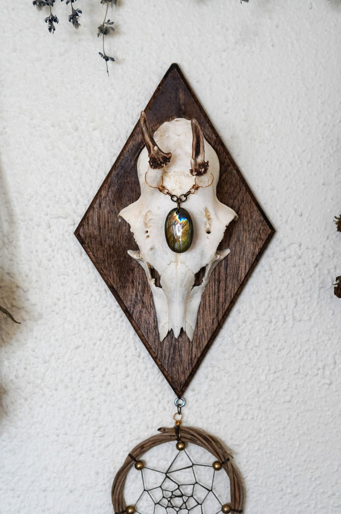 Aurora Roe Deer Skull Mount