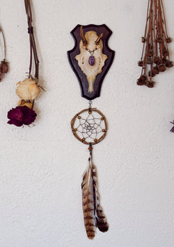 Merlin Roe Deer Skull Mount