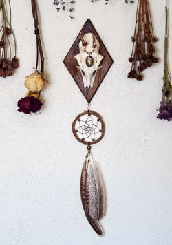 Aurora Roe Deer Skull Mount