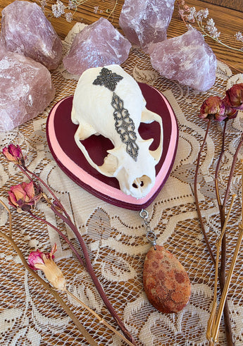 Sweetheart Otter Skull Mount