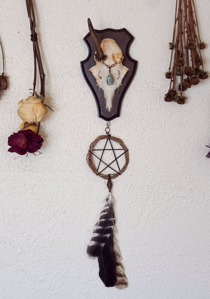 Ivy Pentacle Star Roe Deer Skull Mount
