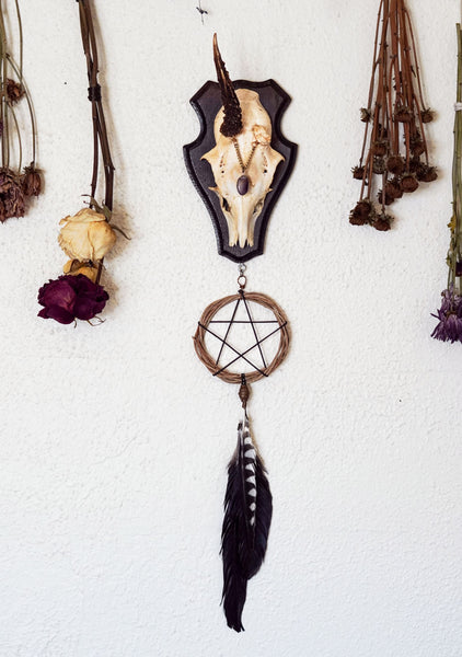 Beatrix Pentacle Star Roe Deer Skull Mount